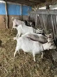 Schimb capre românești originale