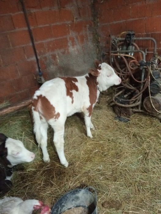 Vând 3 vițele  baltate