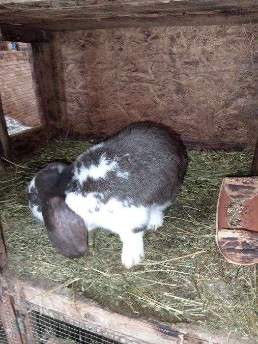 Iepuri berbec german