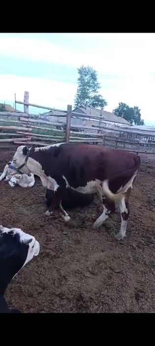 продам тёлок полторашки