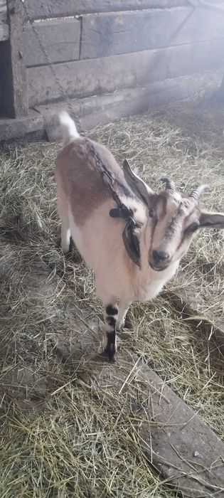 Продам молодую козу