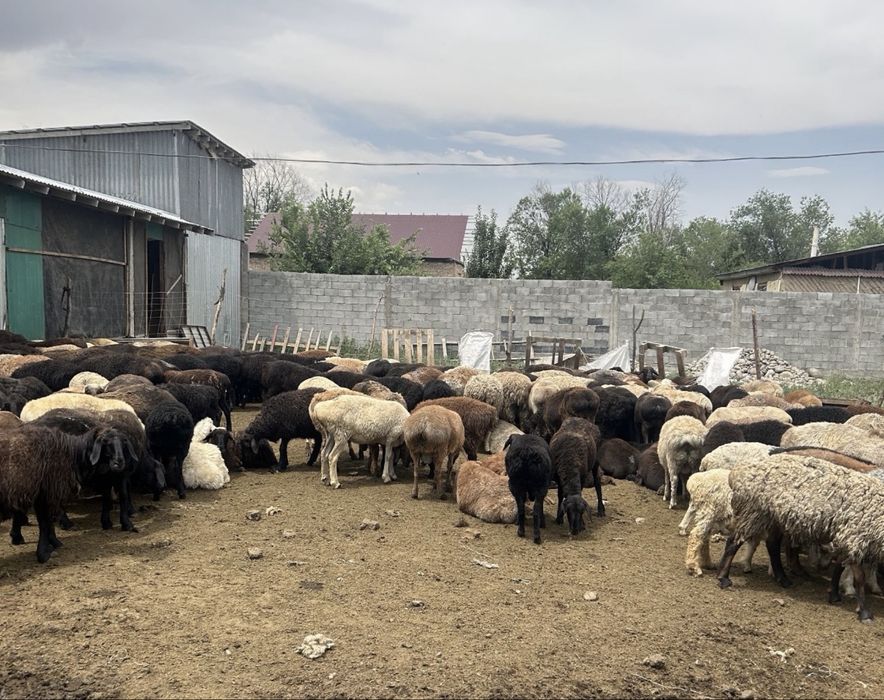 Қой сатылады семіз. Продам баран