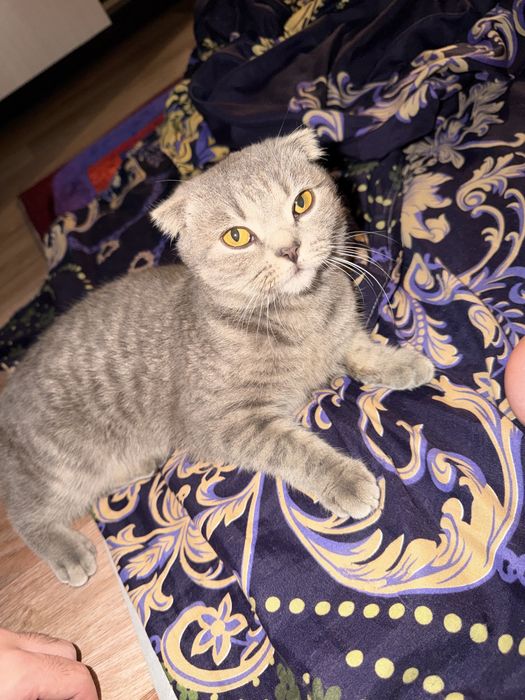 Отдам кошку в хорошие руки
