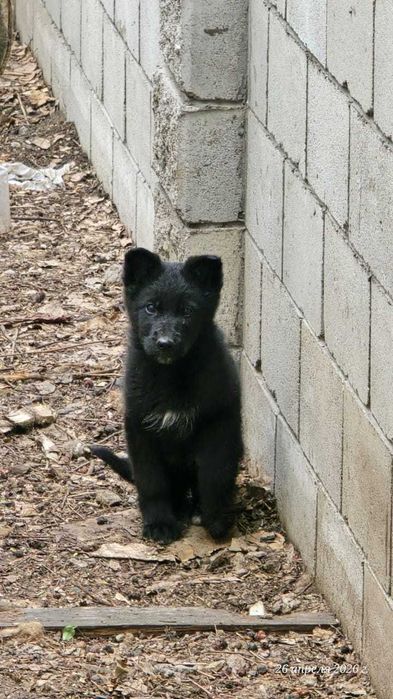 Щенки немецкой овчарки