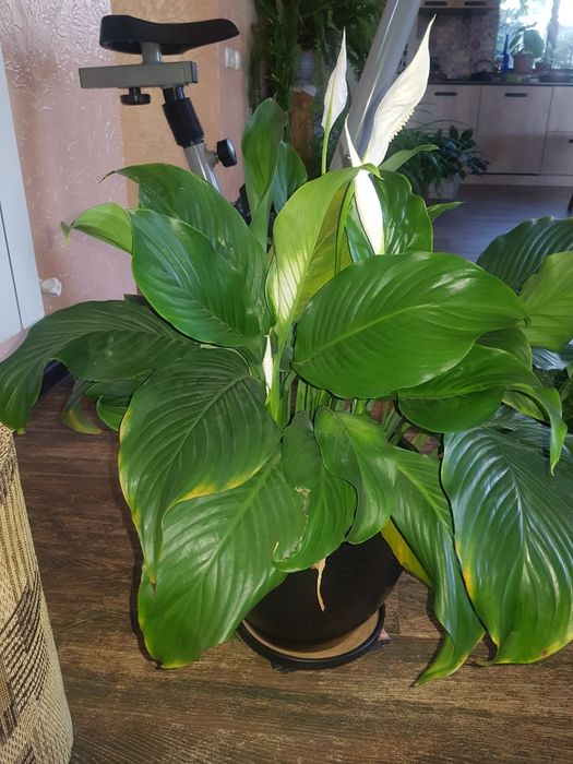 Комнатные. Растения