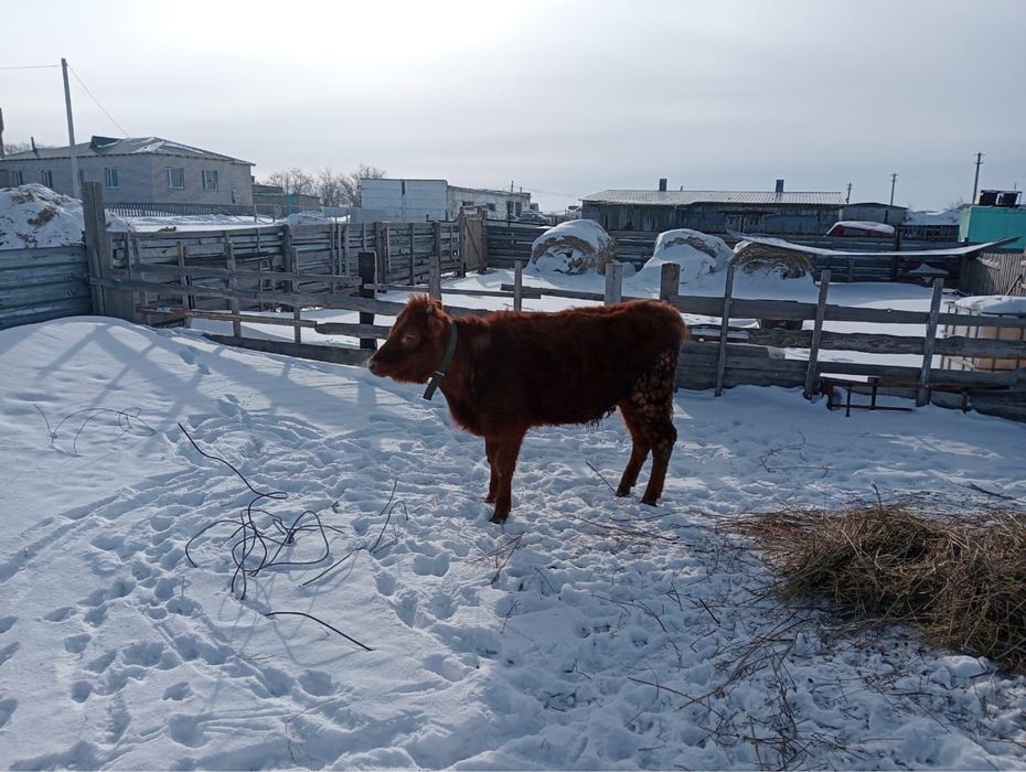 Продам тёлку (2 года)