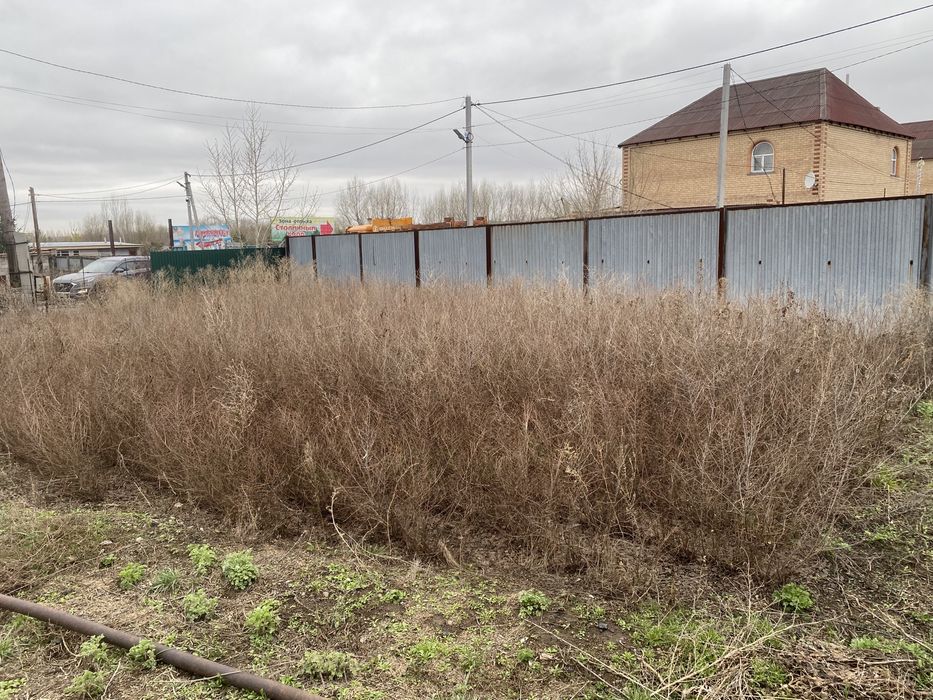 Вязь карагач живая изродь