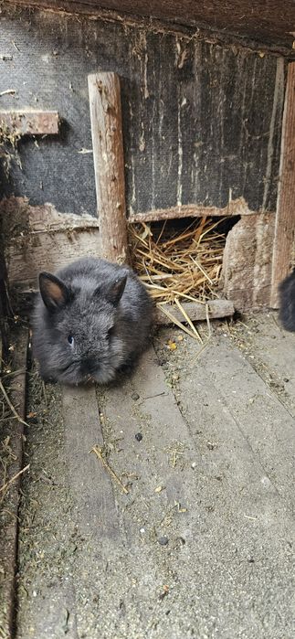 Iepurași cap de leu