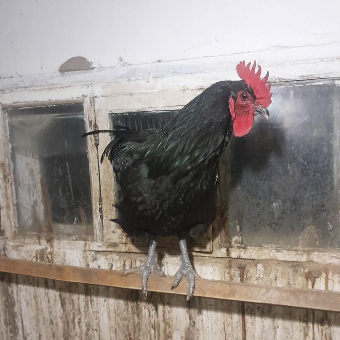 Продам яйца Джерсийский гигантагиганта