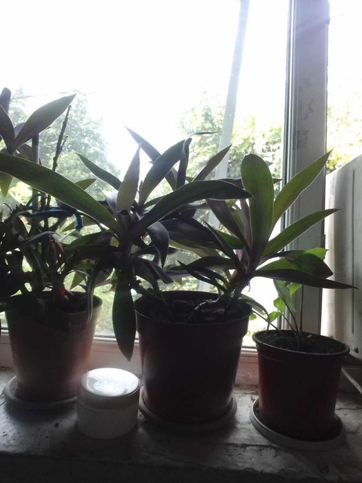 домашние цветы мног видов