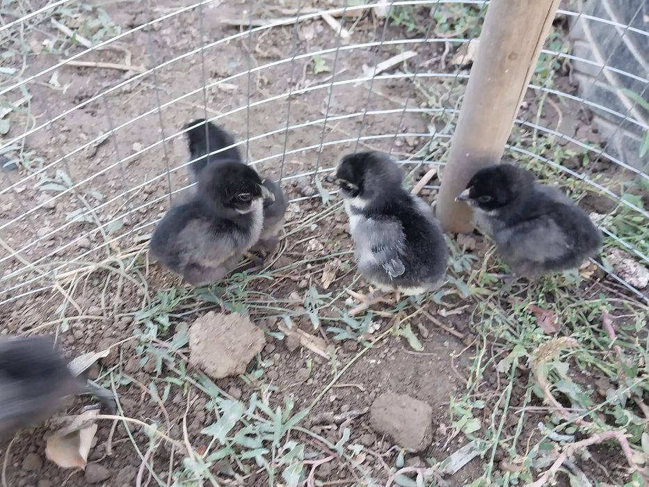Курица с пятью цыплятами