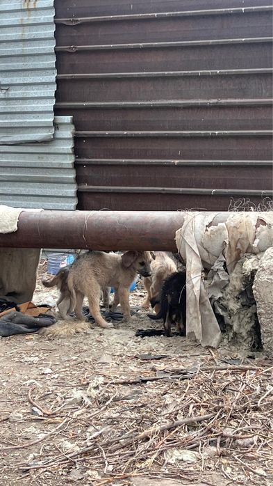 Красивые Щенки  (даром)