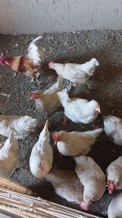 Tovuq Sotiladi Samarqand