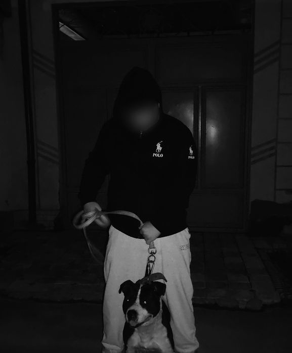 Продаётся чистокровный питбуль