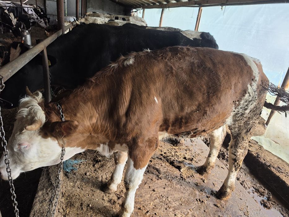 Vând o vaca și doua junci