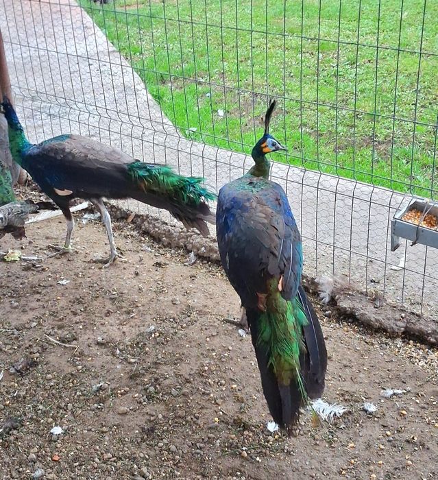 Masculi de  Verde, Java-Muticus !