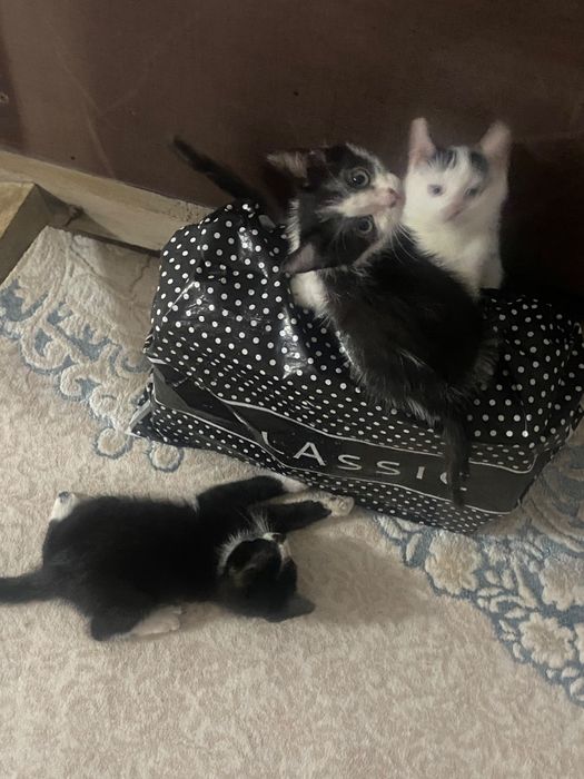 Животное, котята