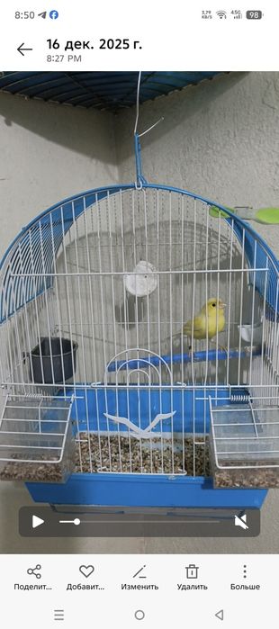 Kanareyka moda sogʻlom qush tayyor xali ishlamagan