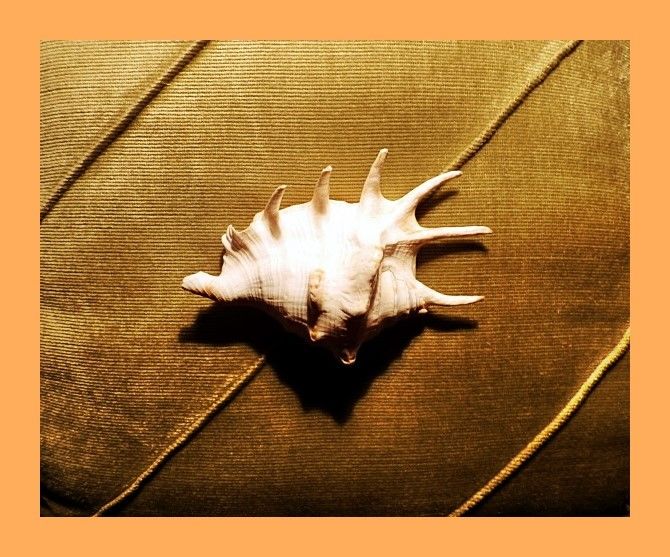 красива морска раковина