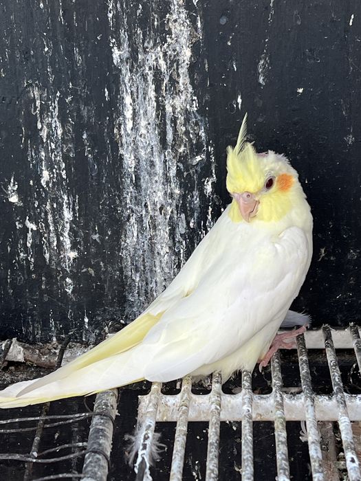 Nimfe    Perechi disponibil !