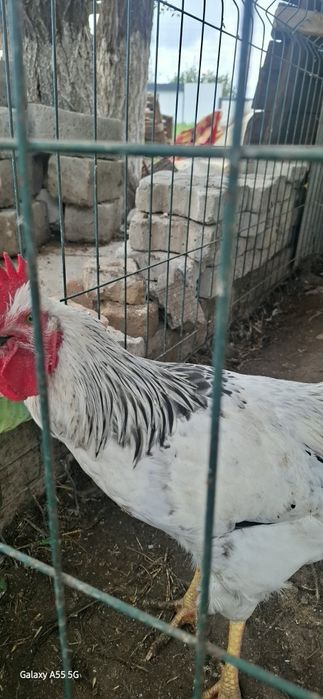 Adler joʻja xoʻrozlari sotiladi.