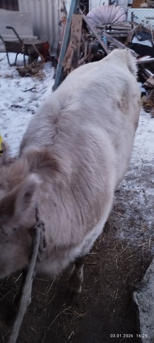 Продам тёлку. Жирная