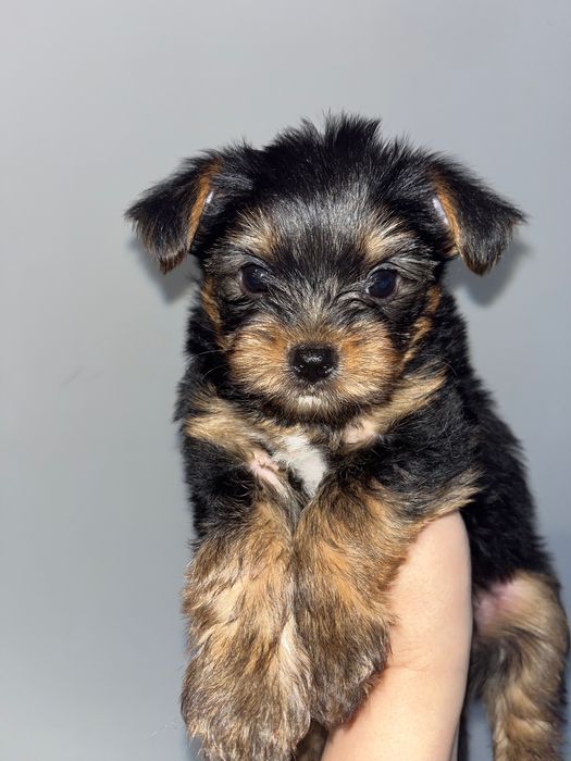 Сладък мъж Йорки