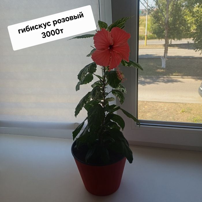 Комнатные цветы разные