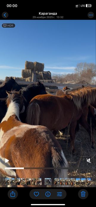 Семіз дөнежін сатылады