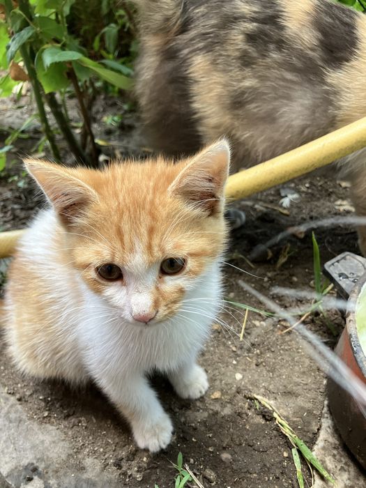 Подаряват се котенца