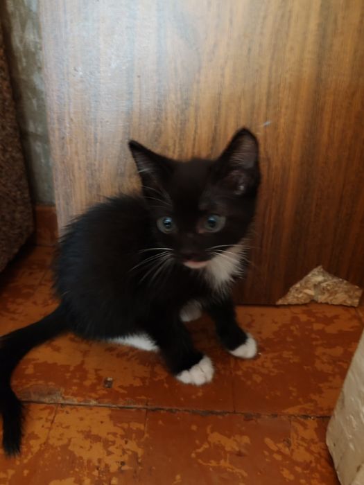 Милые котята. Мальчик и девочка