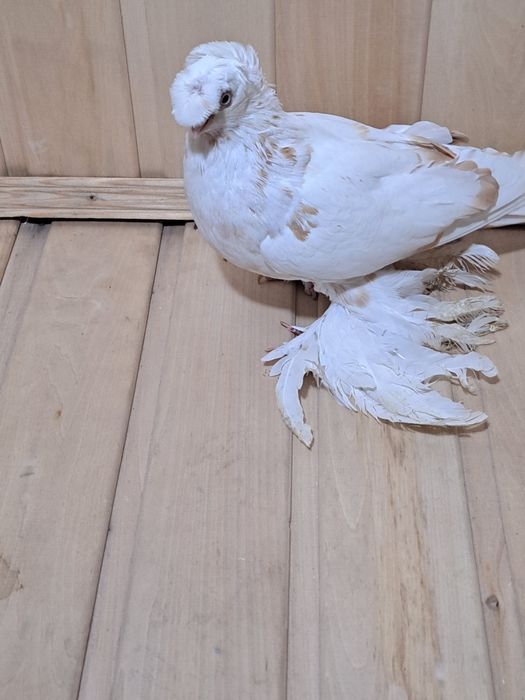 Голубка гулбадам