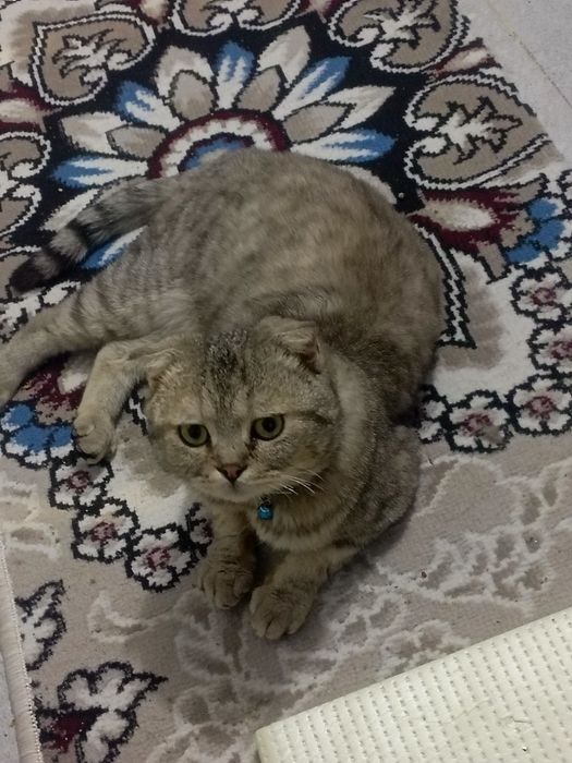 Mushuk sotiladi o'g'il bola