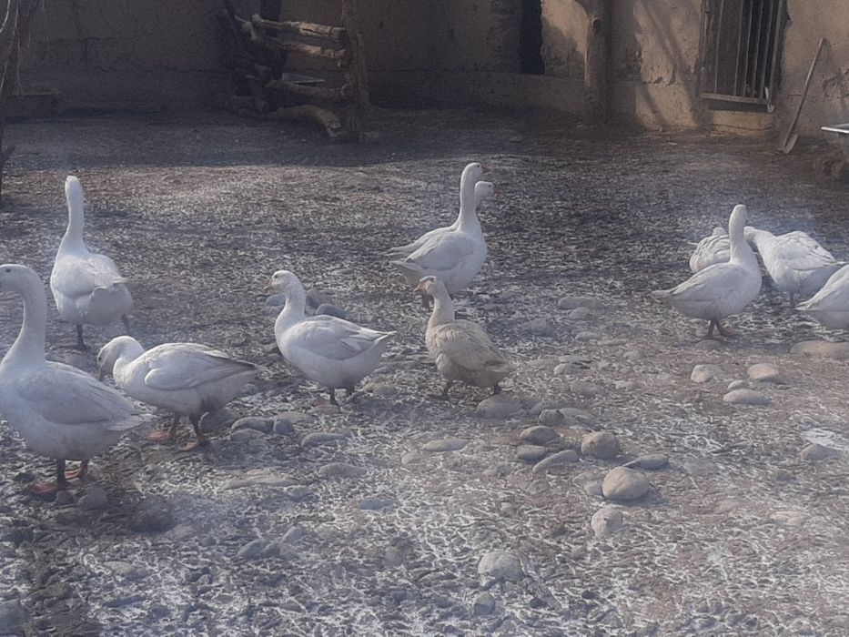 Гуси домашние упитанные