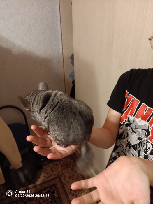 Продам шиншилу  девочку