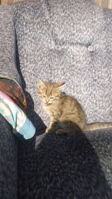 Отдам котят бесплатно