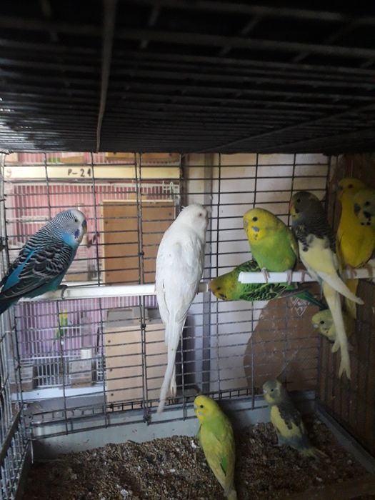 Vând papagali perusi