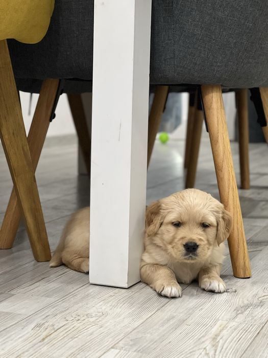 Кученца Голдън Ретривър