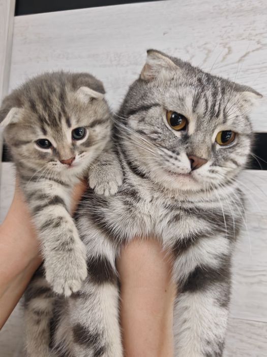 Продам милого котёнка