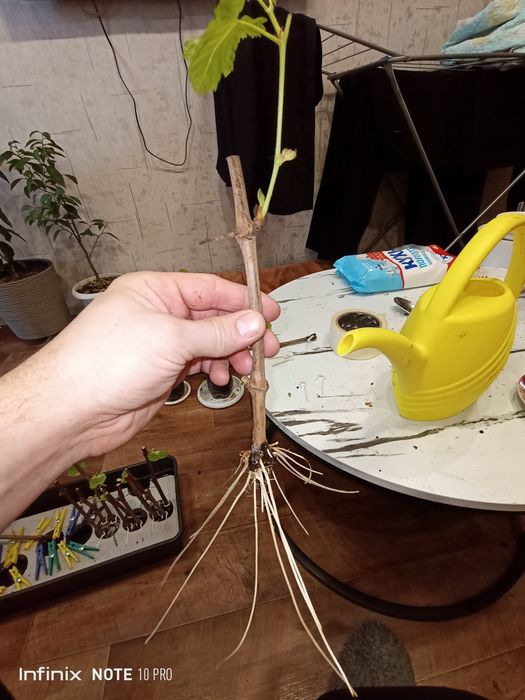 Виноград продажа саженцев