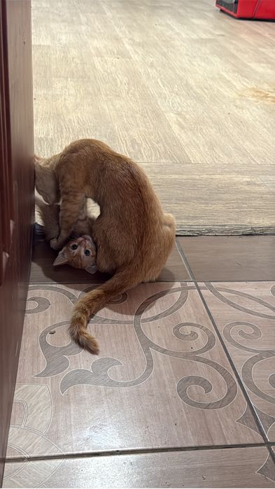 Котенок и ее мама