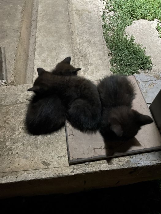Котята, мальчики