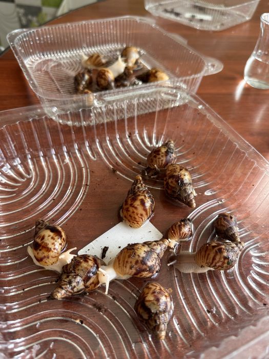 Продам улитят Ахатин