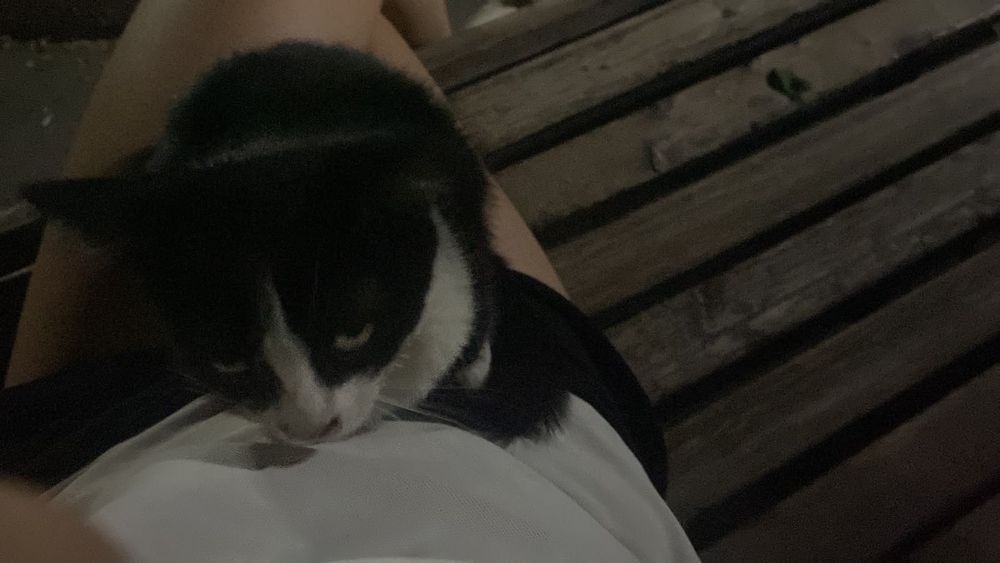 котенок девочка 3-5 месяцев