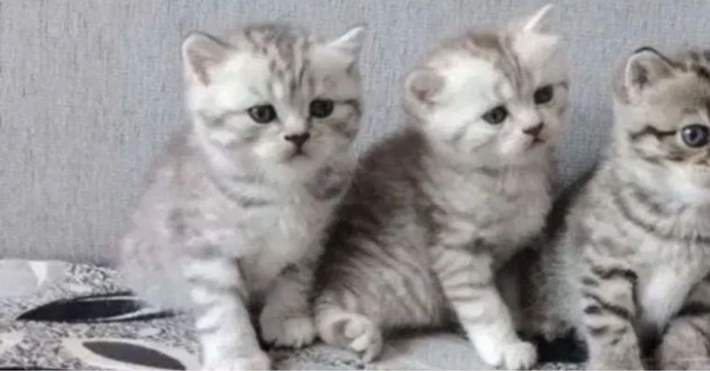 Шотландские Котята