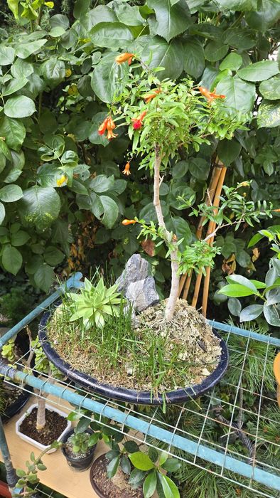 Bonsai Rodiu cu Flori  si Fructe