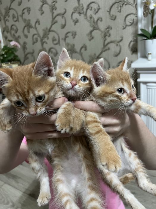 В добрые руки котята