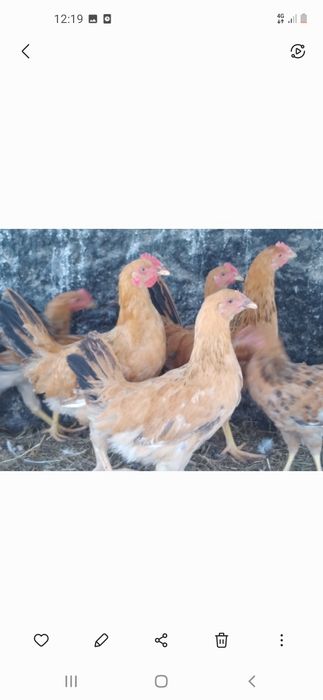 Продам курей домашних