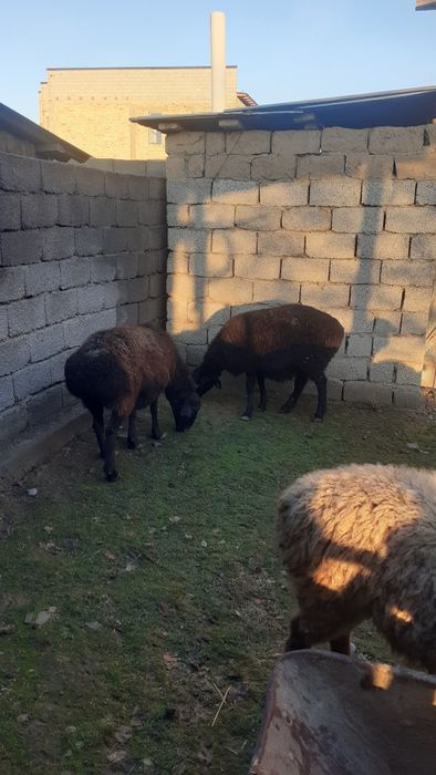 Қоилар сатылады жемде тұрған