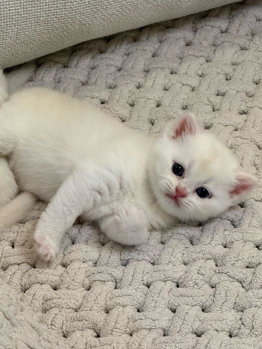 Элитные шотландцы